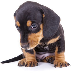 Pet Urine & Odor Treatments in Cincinnati, OH by Teasdale Fenton